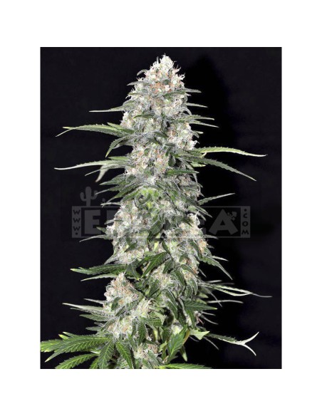 Jamaican Dream