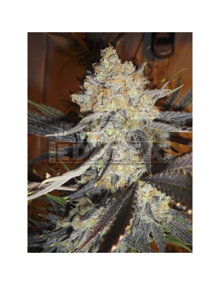 Jamaican Dream