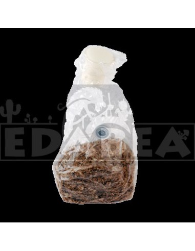 Funghi veloci