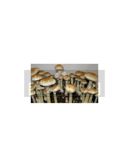 Treasure Coast Sporen-Siegel