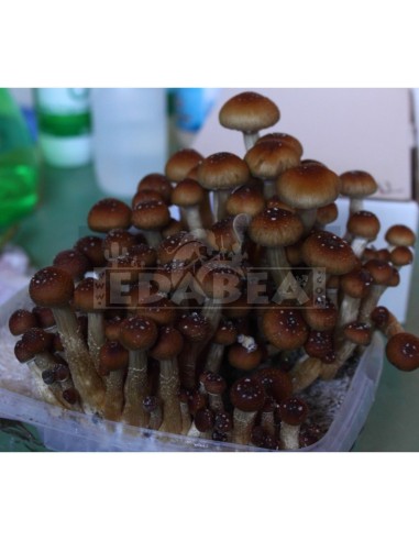SporePrint Mazatapec