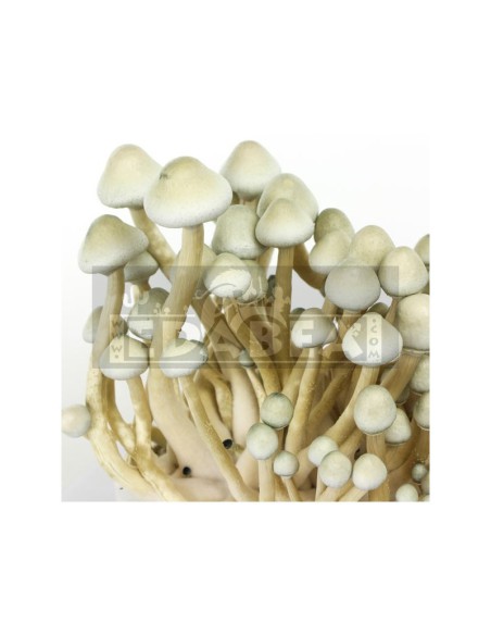 Albino Sporen Siegel A+