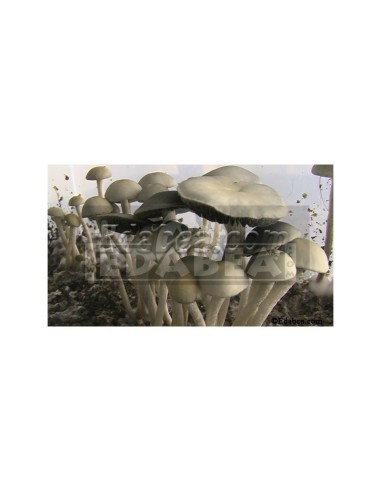 Sigillo di spore Panaeolus cyanescens Goliath