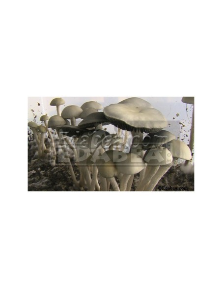 SporePrint Panaeolus Cyanescens Goliath