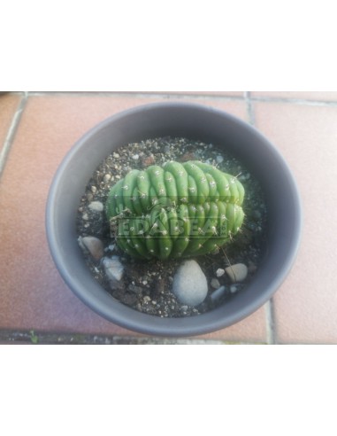 San Pedro Crestado