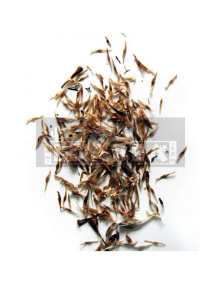 Kratom-Samen