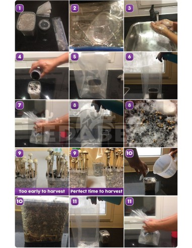 Kit Copelandia Hawaiana