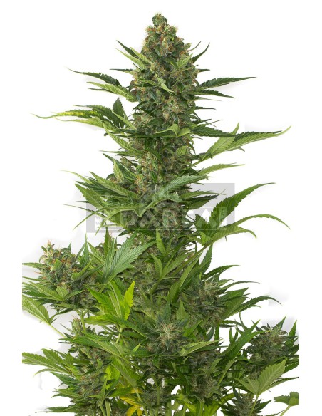 Amnésia XXL Auto