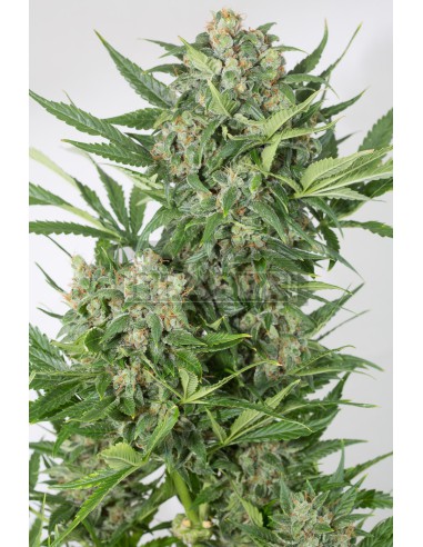 Amnésia XXL Auto