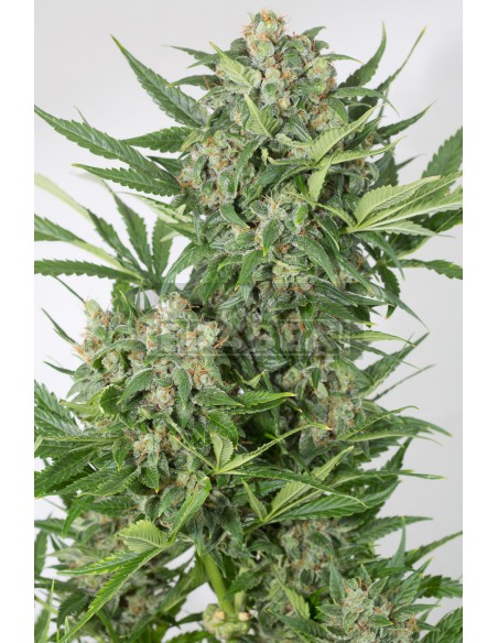 Amnésia XXL Auto