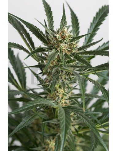Amnésia XXL Auto