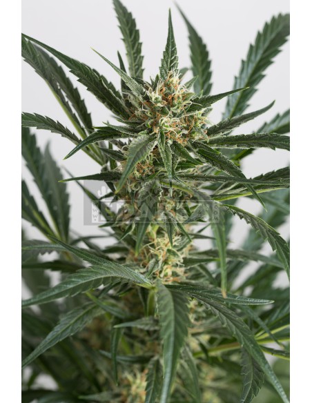 Amnésia XXL Auto