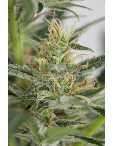 Amnésia XXL Auto