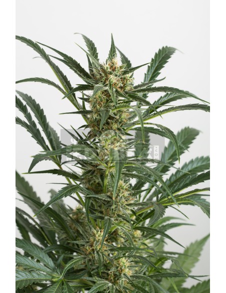 Amnésia XXL Auto