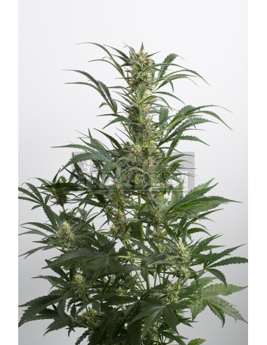 Amnésia XXL Auto