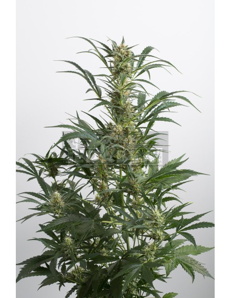 Amnésia XXL Auto