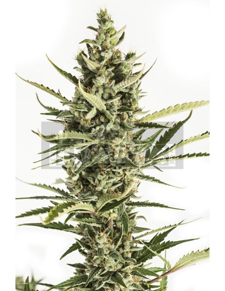 Amnésia XXL Auto