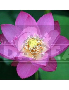 Pink lotus (Nelumbo nucifera) 25 sementes