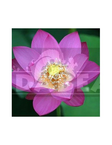 Pink lotus (Nelumbo nucifera) 25 semillas
