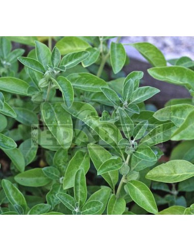 Withania somnifera -Ashwagandha- 20 semillas