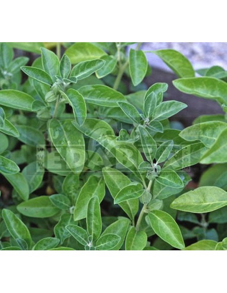 Withania somnifera -Ashwagandha- 20 Samen