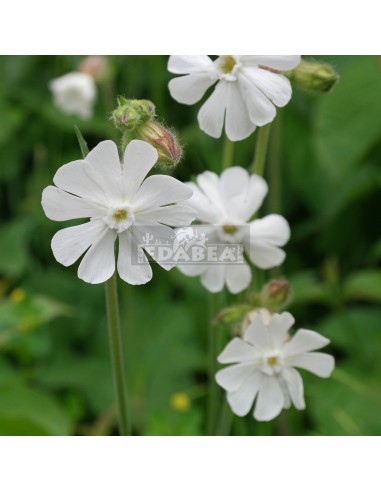 African dream root 10 sementes