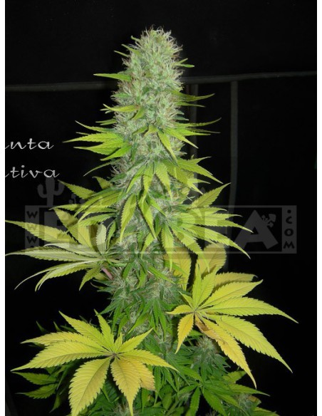 Santa Sativa