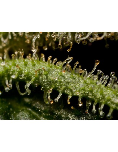 Santa Sativa