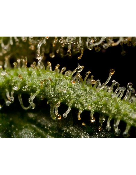 Santa Sativa