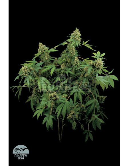 Santa Sativa