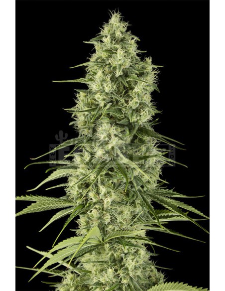 Santa Sativa