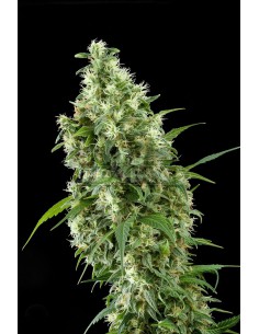 Super Silber