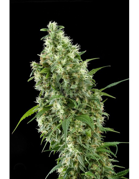 Super argent