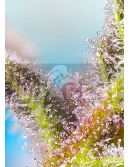 Purple Punch OG Purple Punch OG