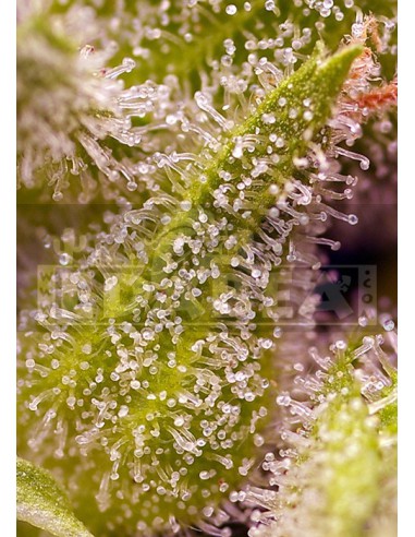 Tarte aux cerises sucrée