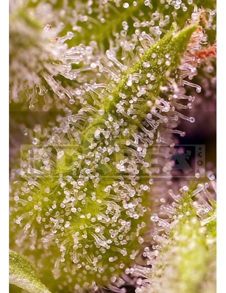 Tarte aux cerises sucrée Tarte aux cerises sucrée