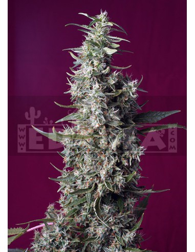 Tarte aux cerises sucrée