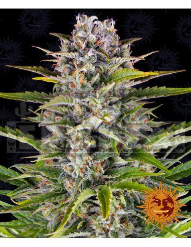 Gorila Zkittlez Auto