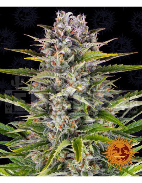 Gorila Zkittlez Auto