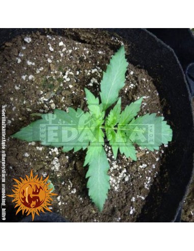Gorila Zkittlez Auto