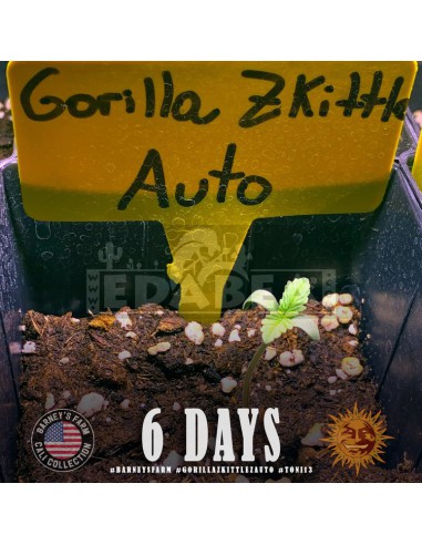 Gorila Zkittlez Auto