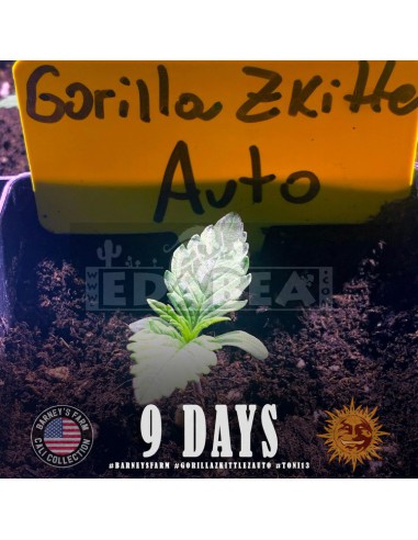 Gorila Zkittlez Auto