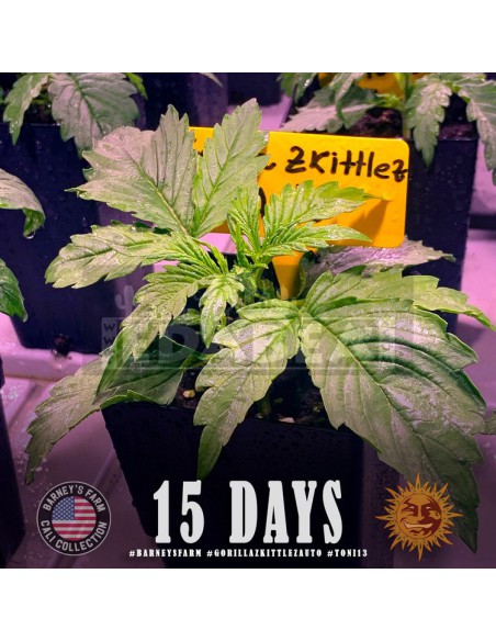 Gorila Zkittlez Auto
