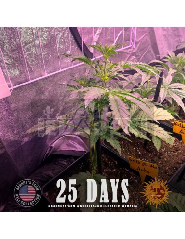 Gorila Zkittlez Auto