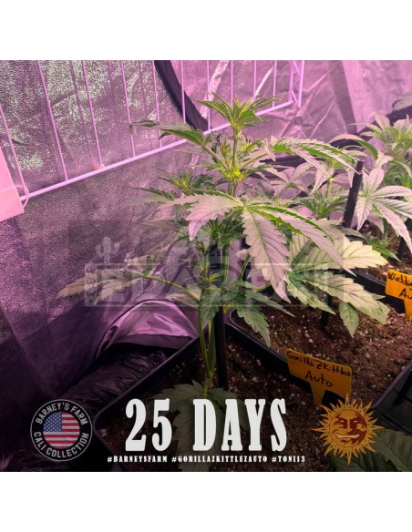 Gorila Zkittlez Auto