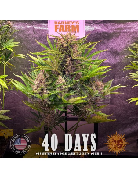 Gorila Zkittlez Auto