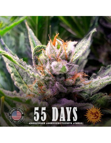 Gorila Zkittlez Auto