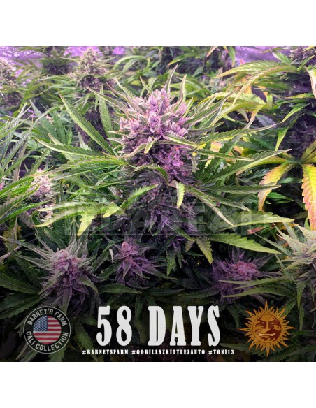Gorila Zkittlez Auto