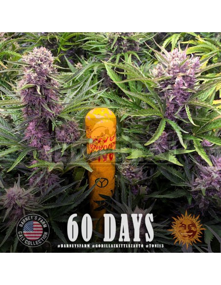 Gorila Zkittlez Auto