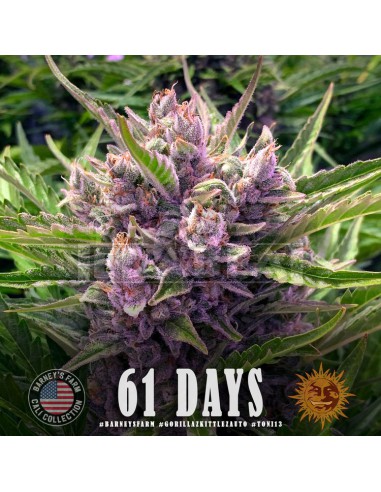 Gorila Zkittlez Auto